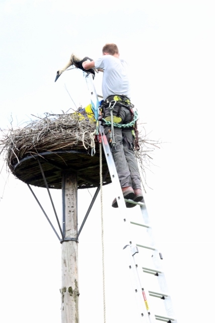 De ooievaars worden uit nest getild. Foto: Els Albers, 2016 