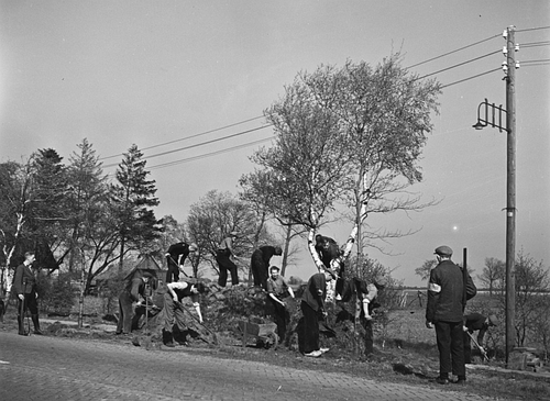 NSB-ers verrichten opruimwerkzaamheden onder toezicht van leden van de NBS (Nederlandse Binnenlandse Strijdkrachten), april 1945. Bron: copyright Nationaal Archief 