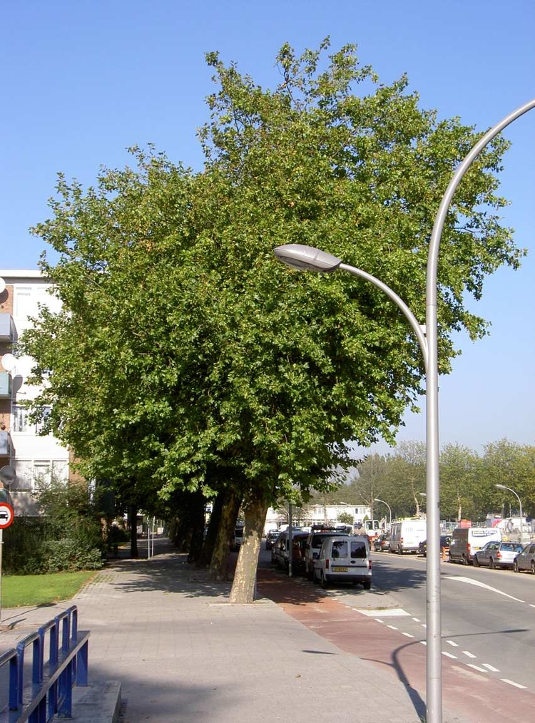 Plataan De platanen aan de Dr. H. Colijnstraat zijn al meer dan 50 jaar oud 