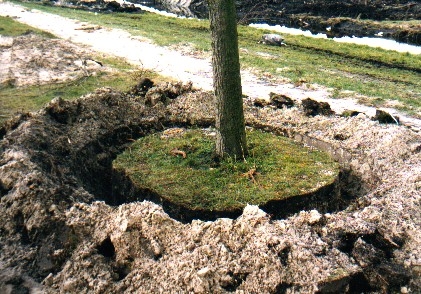 Bomen I Op de foto is zichtbaar hoe de boom is vrijgemaakt, zodat de bulldozer deze zo uit de grond kan trekken. 