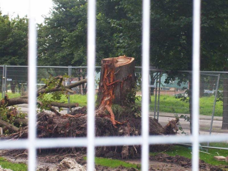  Deze boom is gekapt voor de stadswarmte van Osdorp. Heel zonde! (Troelstralaan)  Foto: Megan, 7 juli 2007 