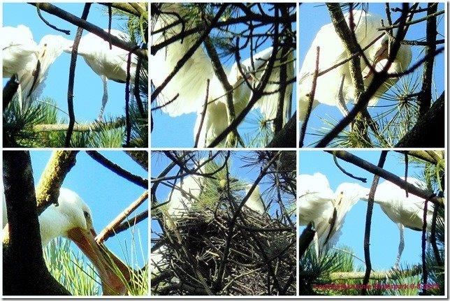 De Lepelaars op het nest - linksboven de eerste foto van het broedpaar Foto's: Corry Arink, 2013 