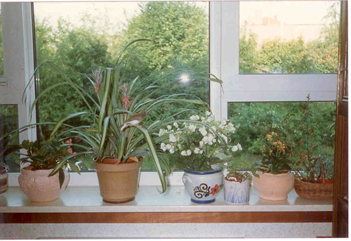 Uitzicht vanuit onze woonkamer op de dichtbegroeide dijk wie, wat, wanneer, waar Foto: collectie Anneke van Bentum 