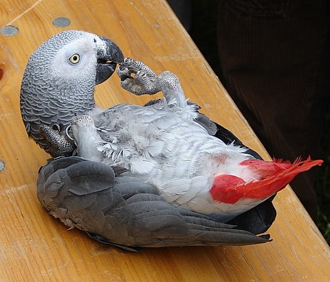 Coco, ga liggen slapen! Foto: Annick van Ommeren-Marquer, 25 mei 200 