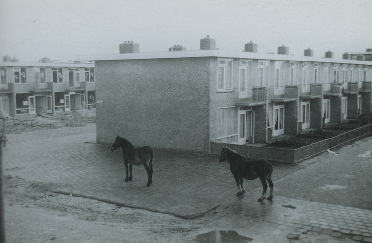Meneer Haring - Foto's Achterzijde Burgersdijkstraat 8 t/m 13, 21 oktober 1956. Achterzijde Burgersdijkstraat 8 t/m 13, 21 oktober 1956. Paarden uit omringende weilanden nemen een kijkje in een van de eerste buurten van Amsterdam Nieuw West. 