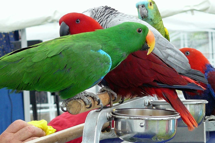 Kleurrijke vogels wie, wat, wanneer, waar Foto: Cory Arink, 30 mei 2010 