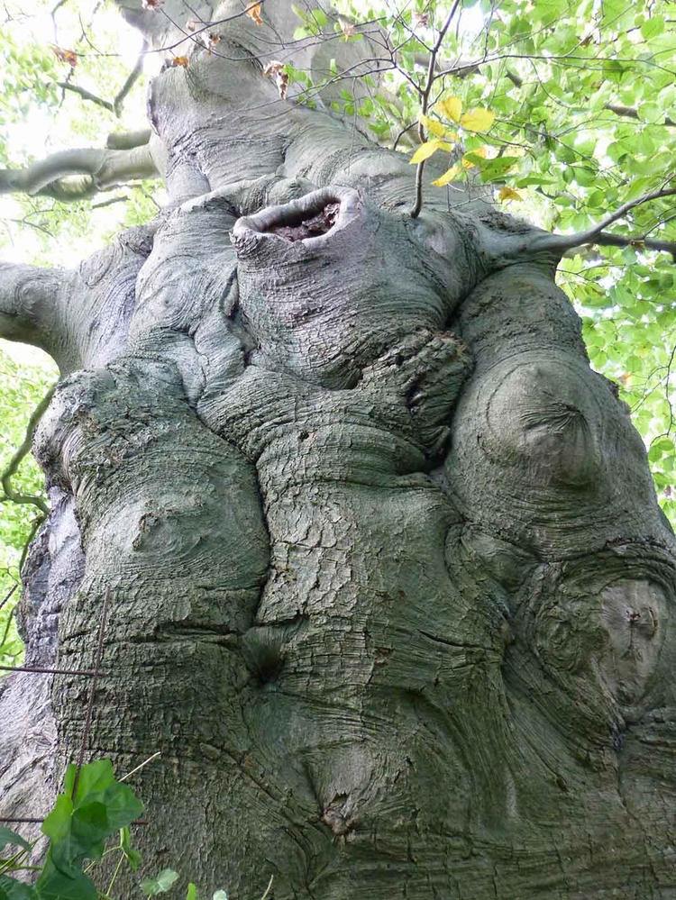 De winnende boom Foto: Wouter van der Wulp 
