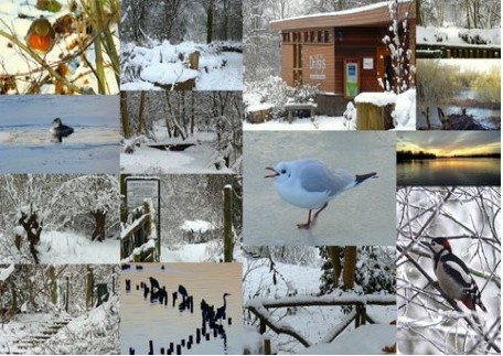 Dieren en natuur in het Sloterpark Foto: collage van foto's van Sarah Cornel, winter 2010/2011 