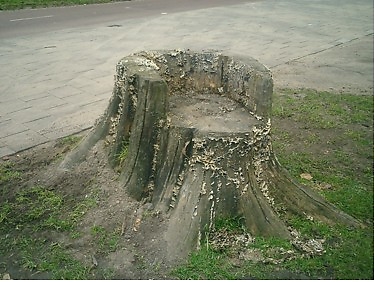 Deze foto is ook genomen bij de Sloterplas. Hier zie je een een omgehakte boom in de vorm van een stoel.<br />Foto: 19 februari 2008 
